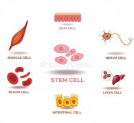 干細胞應用：干細胞有什么用？