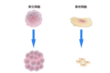 間充質(zhì)干細(xì)胞治療肝硬化的可能機(jī)制