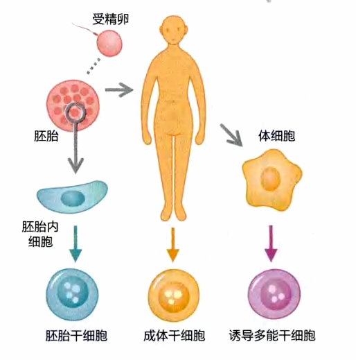 脂肪干細(xì)胞是“母”細(xì)胞的其中之一