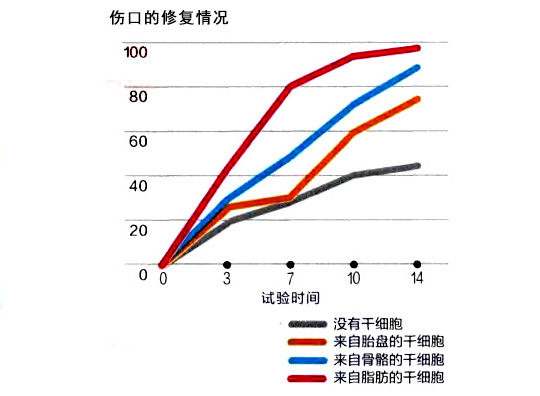 脂肪干細(xì)胞的修復(fù)能力很高