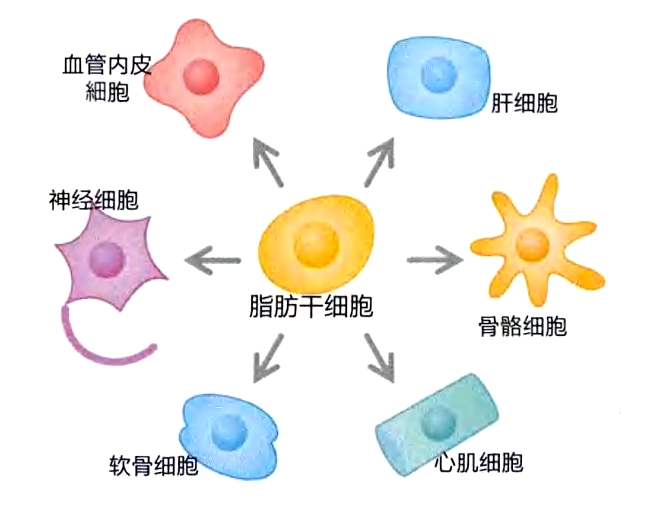 脂肪干細(xì)胞可以成為各種各樣的組織