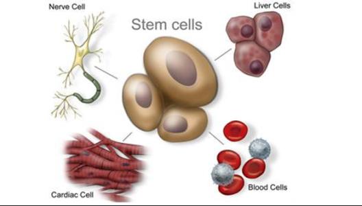 各類干細(xì)胞的分化潛能