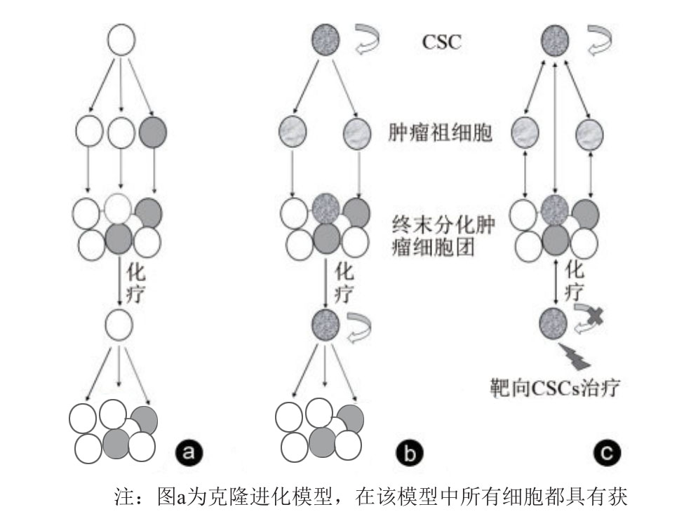 腫瘤干細(xì)胞理論與模型