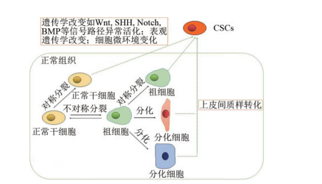 腫瘤干細(xì)胞的來源與腫瘤發(fā)生