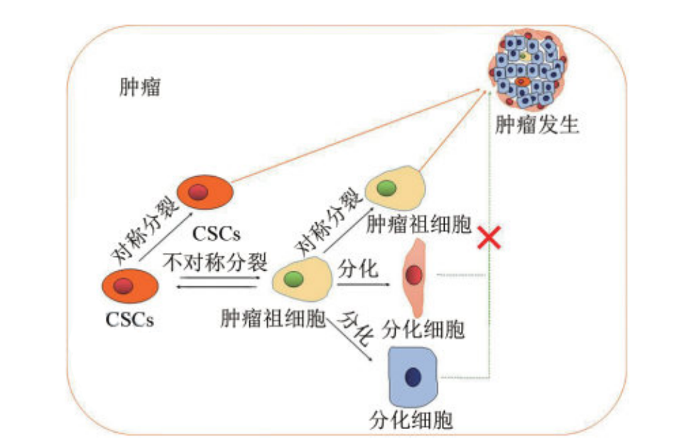 腫瘤干細(xì)胞的來源與腫瘤發(fā)生