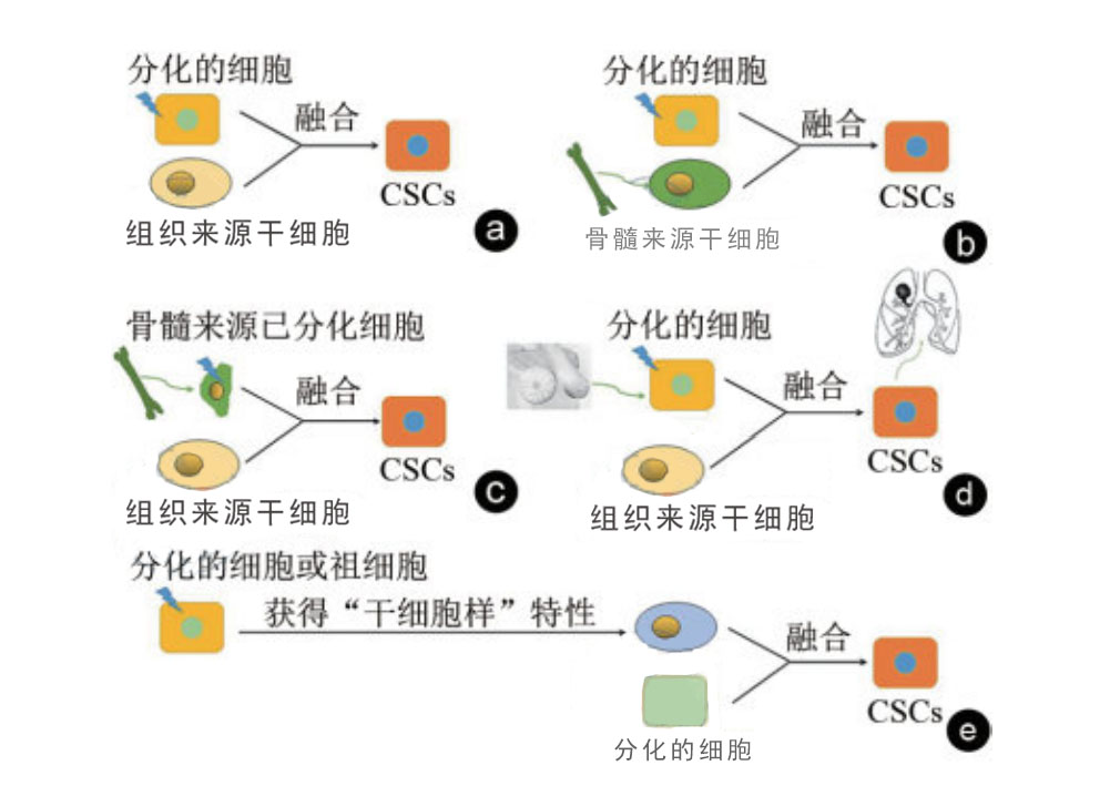 腫瘤干細(xì)胞的來源與腫瘤發(fā)生