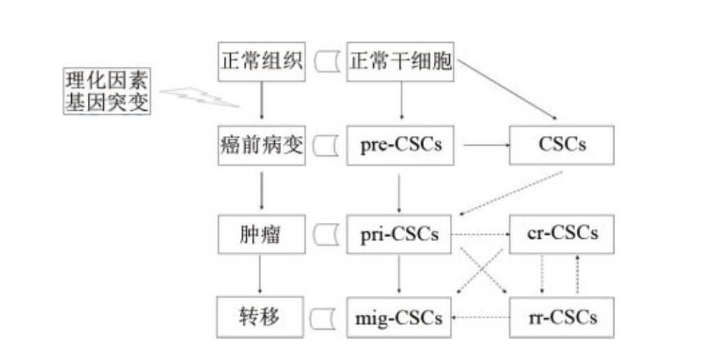 腫瘤干細(xì)胞的分類